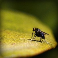 /album/allegromusic7/photolia-a07-jpg/